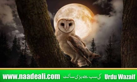 Ullu Ka Khoon Taweez Ka Tor